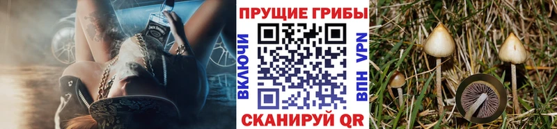 Галлюциногенные грибы Cubensis  Ворсма 